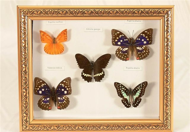  Butterfly - 09-0735